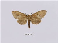 藏品(黃蕊尾舟蛾)的圖片